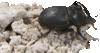 The Scarabaeinae Research Network